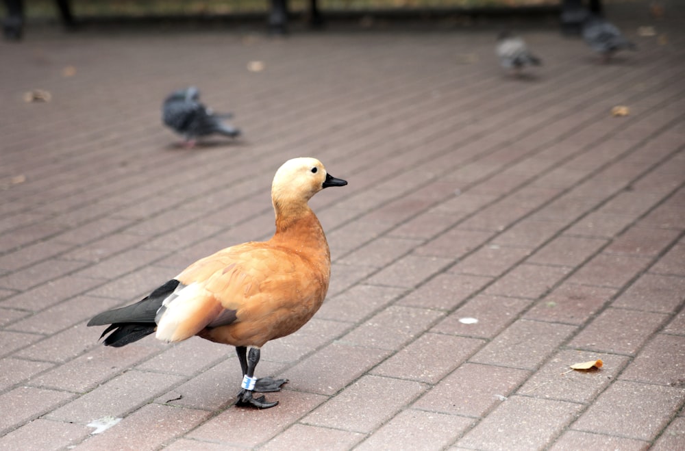 a bird standing on a brick walkway next to pigeons