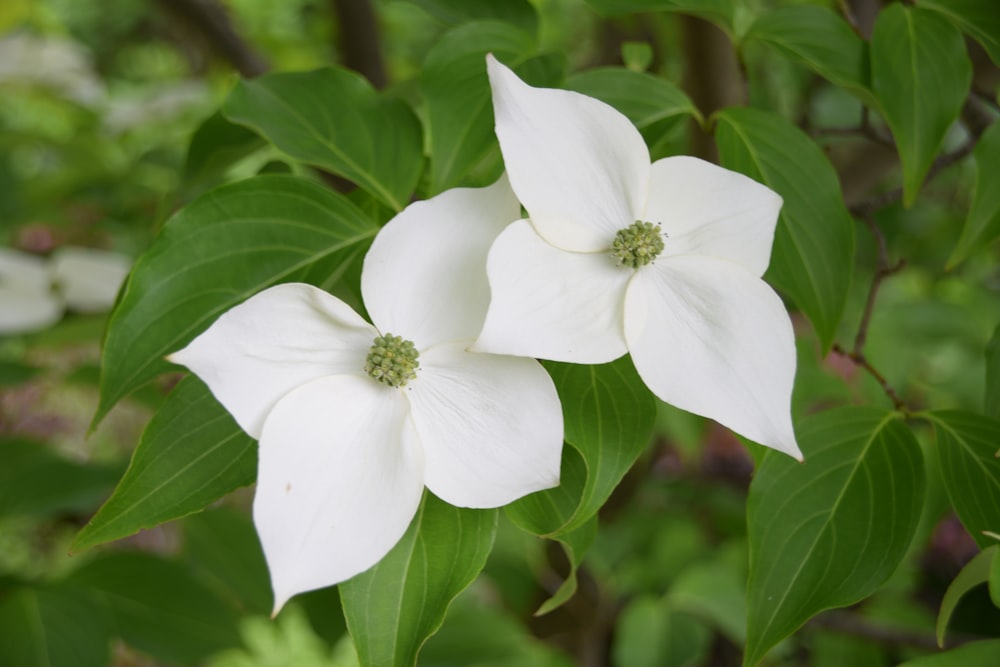 two white flowers with green leaves in the background