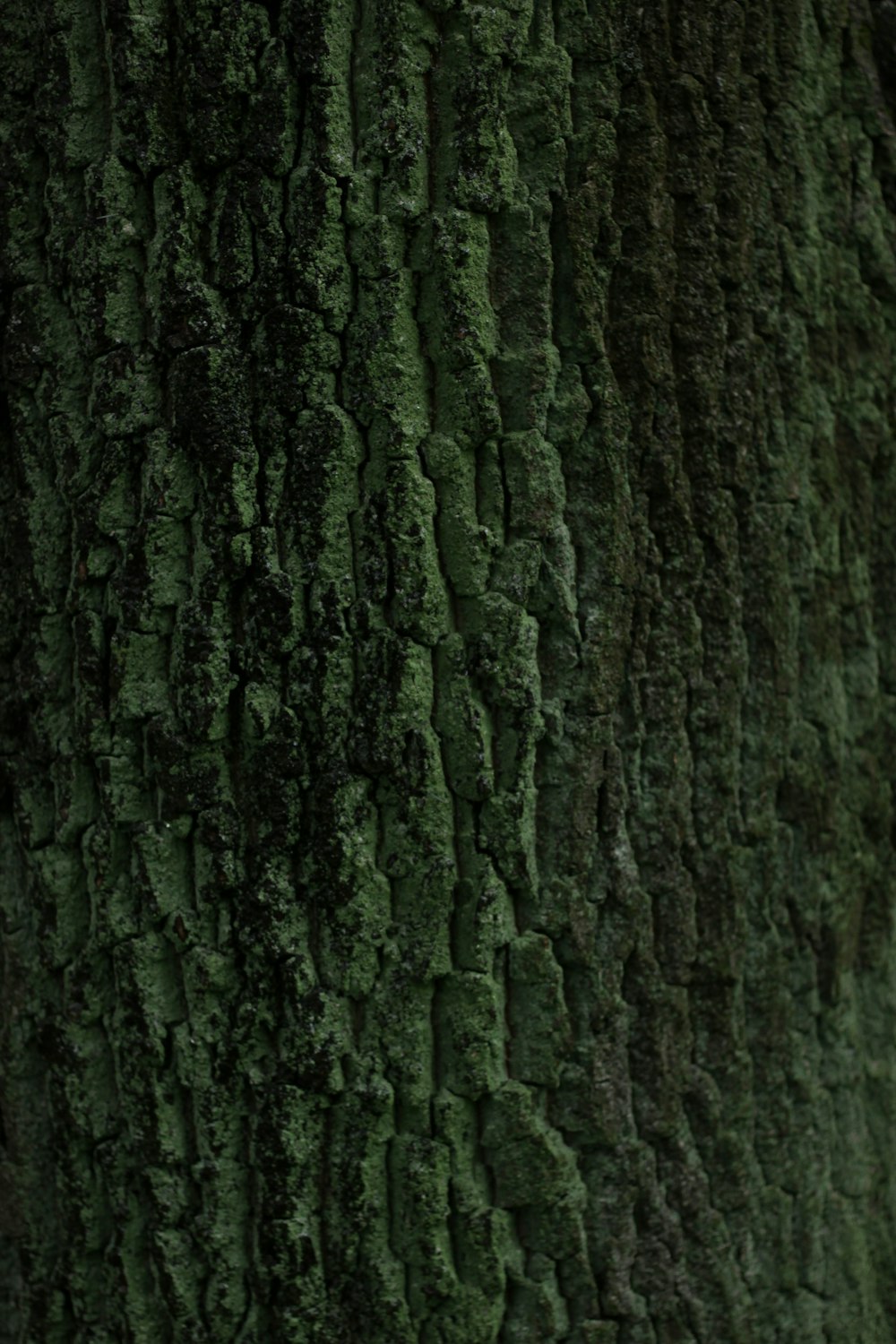 a close up of the bark of a tree