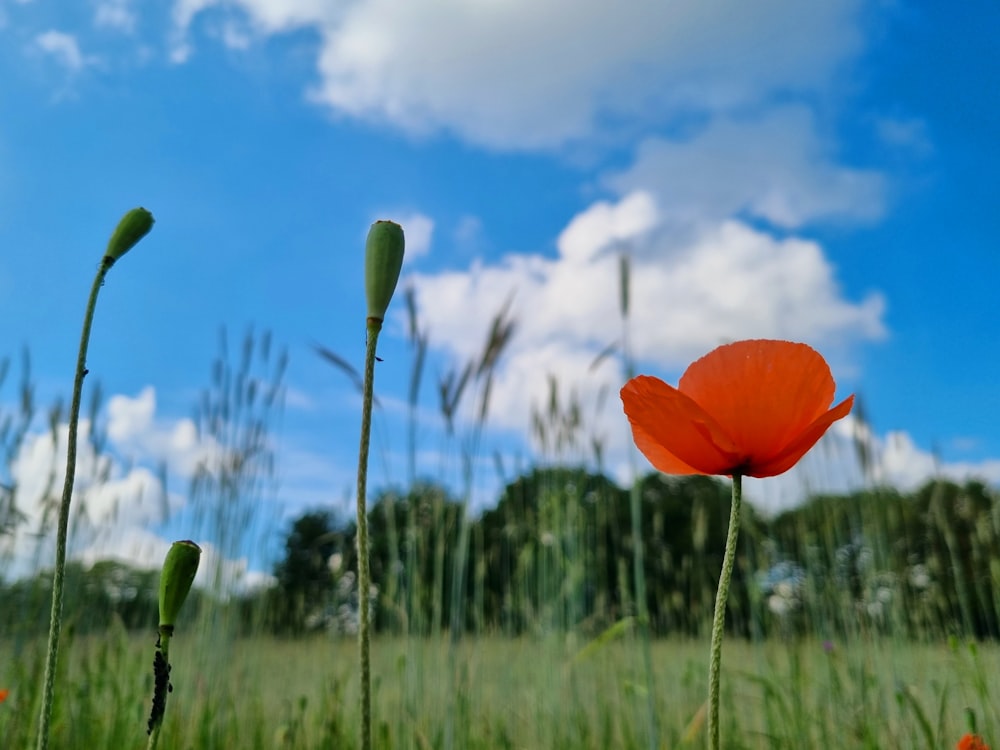 a single orange flower in a grassy field