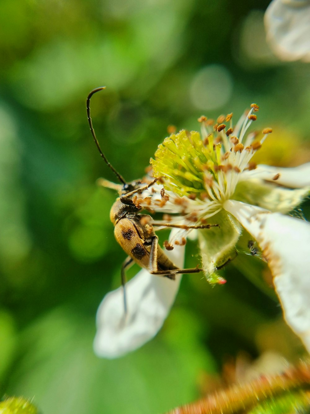 a close up of a bee on a flower