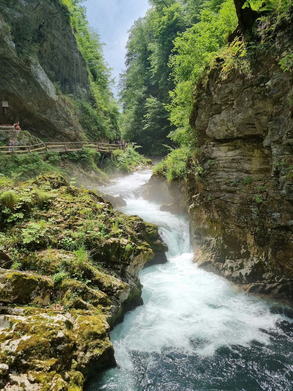 Un fiume che attraversa una lussureggiante foresta verde