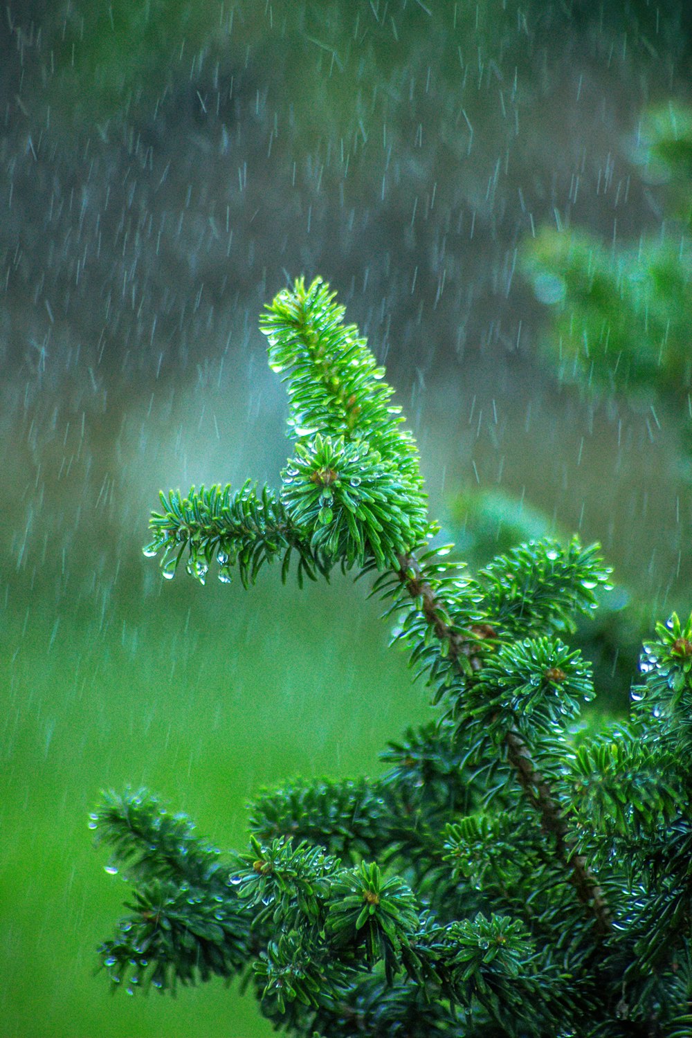 a close up of a tree branch with rain