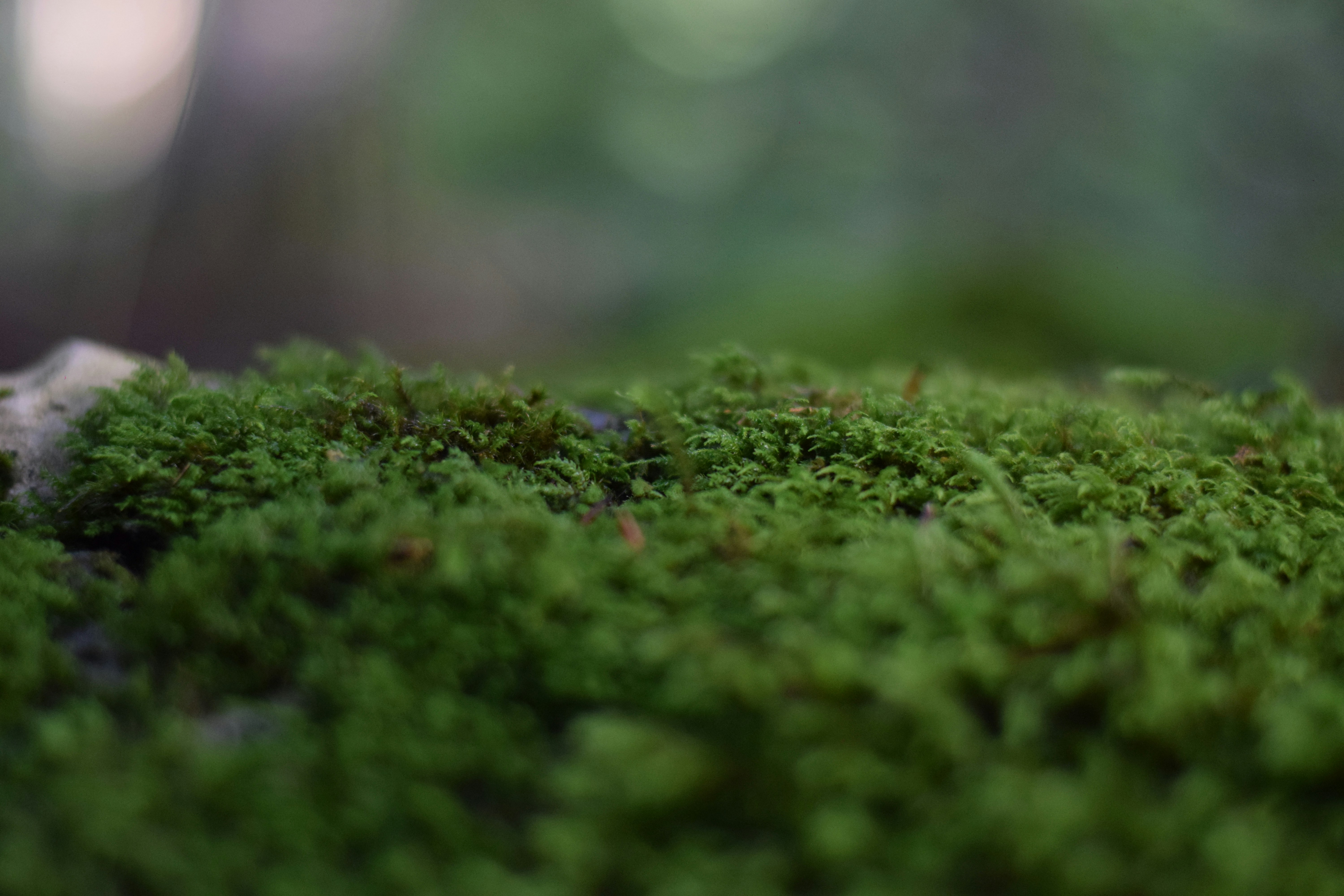 Photo by saleh_aka_jim