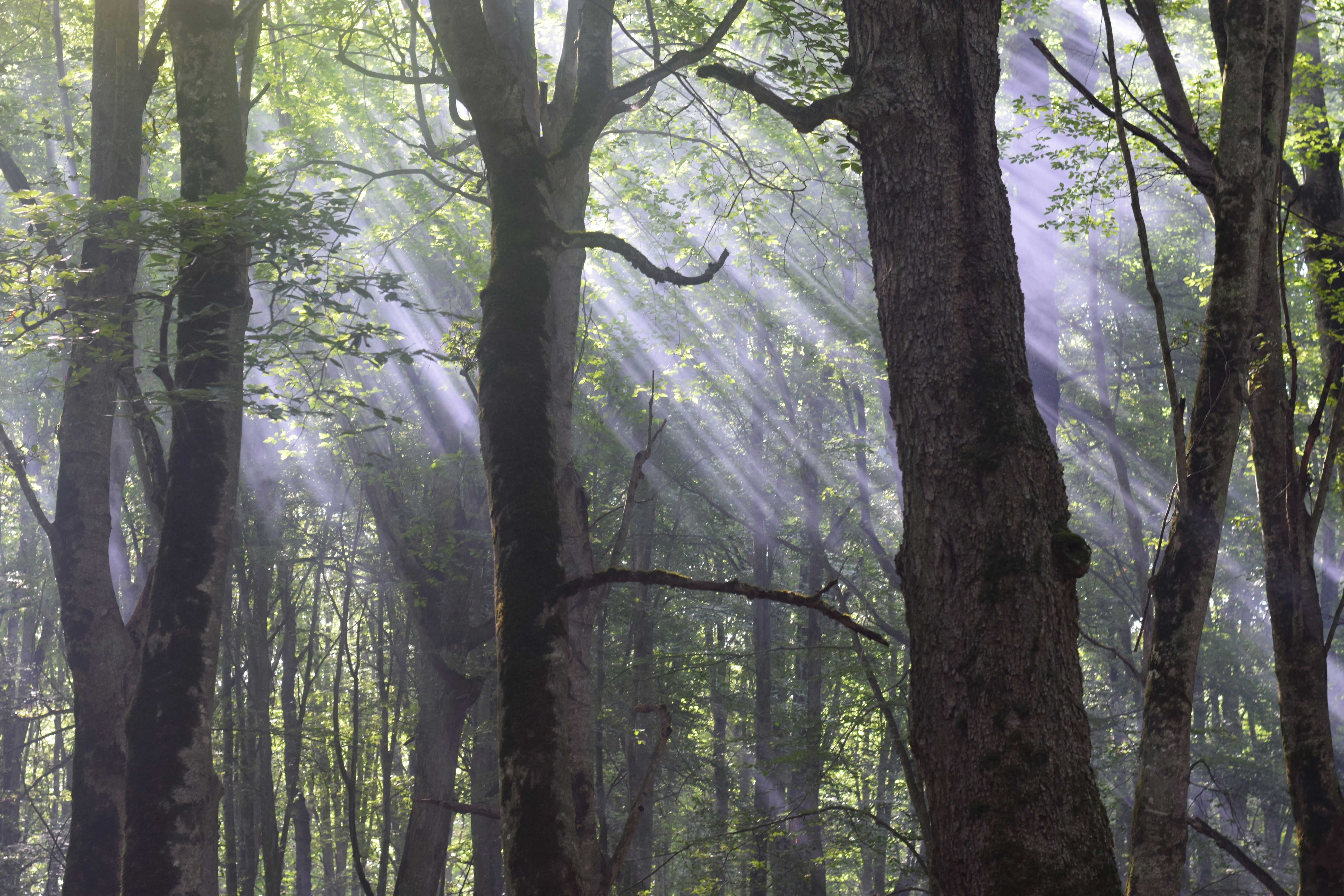 Photo by saleh_aka_jim