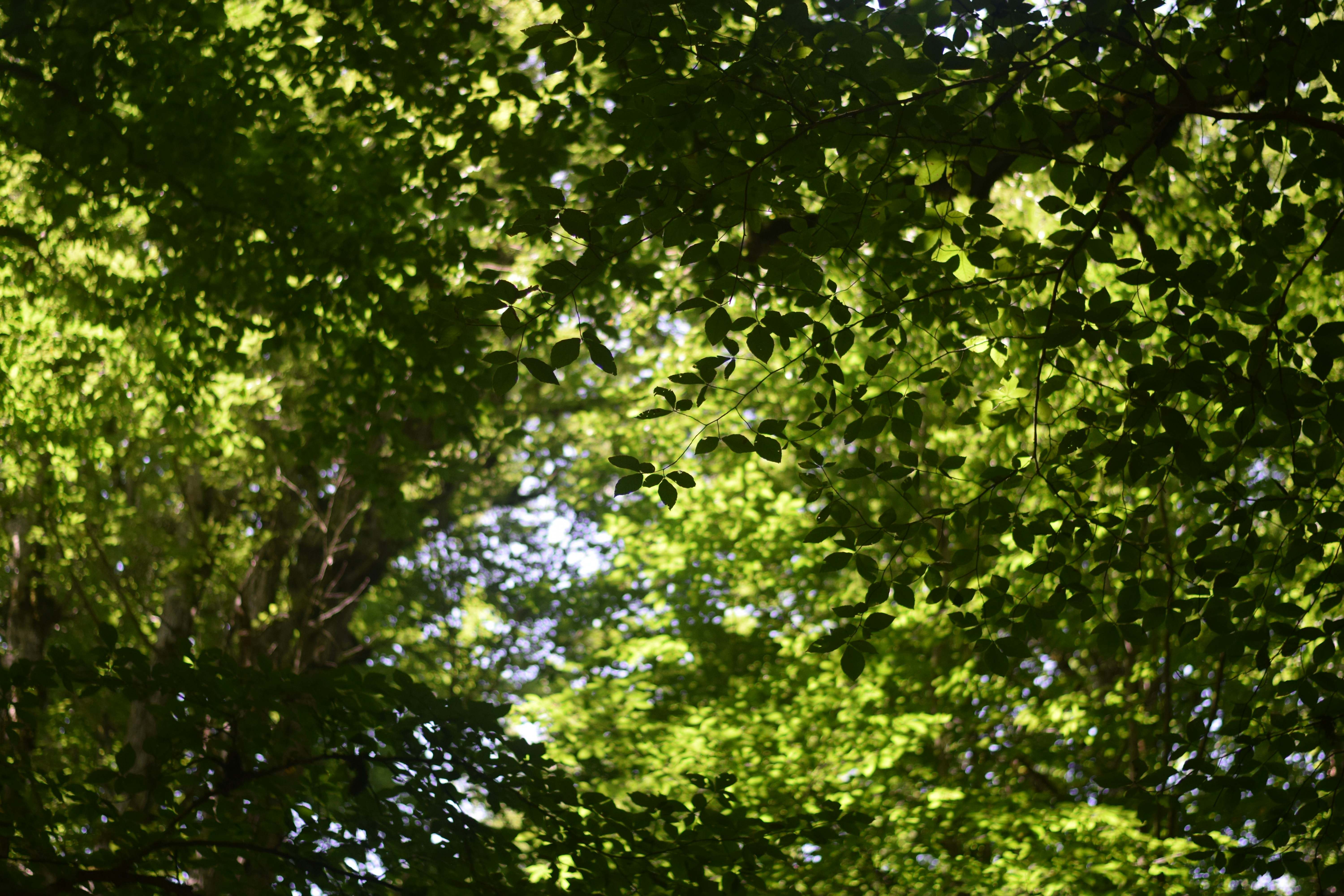 Photo by saleh_aka_jim