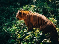 A tiger stealthily moving through the dense foliage of Ranthambore Tiger Reserve.