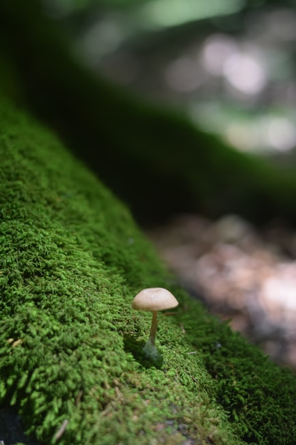 A small mushroom growing on a soft bed of vibrant green moss in a forest setting. Light is filtering through the trees, creating a serene and natural atmosphere.