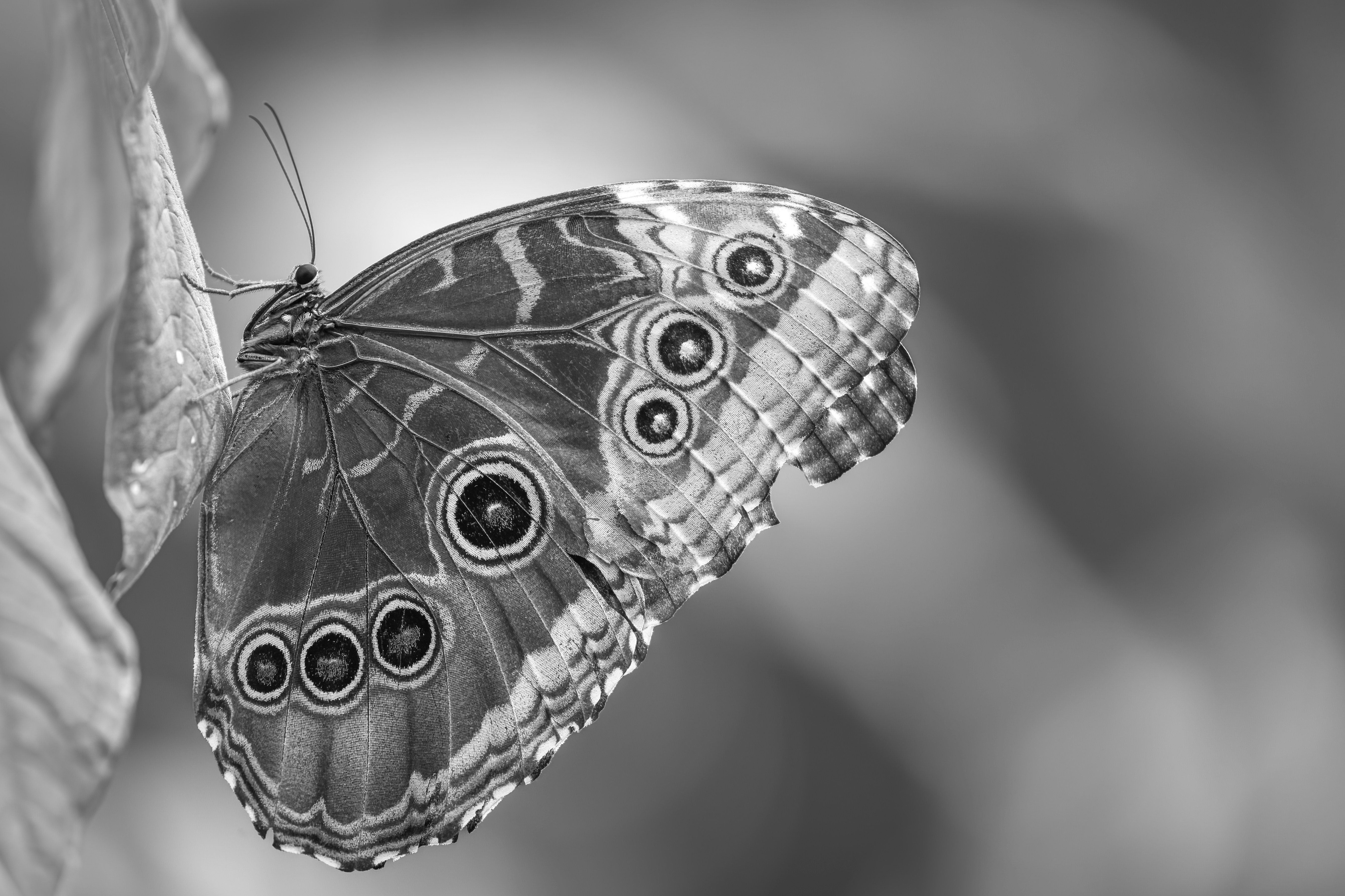 a black and white photo of a butterfly on a leaf