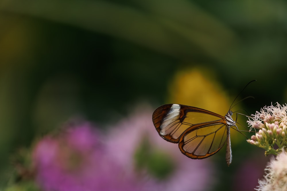 a yellow and white butterfly sitting on a flower