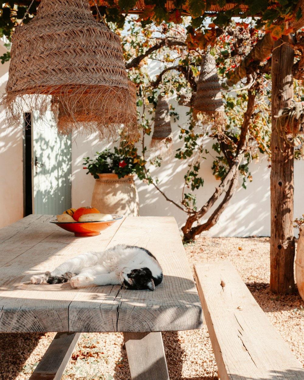 a cat is sleeping on a picnic table