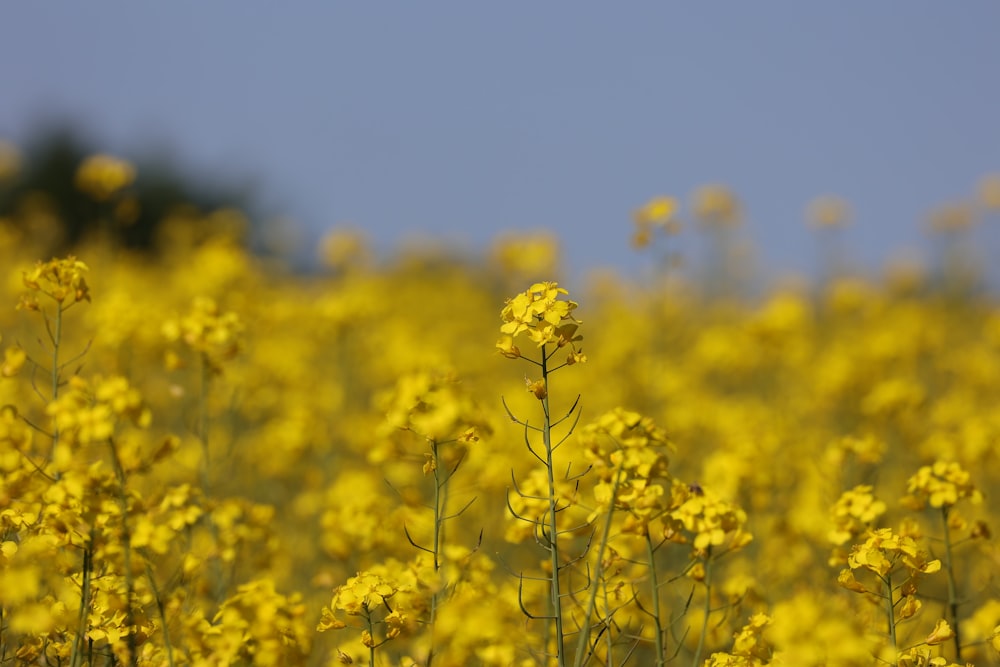 um campo de flores amarelas com um céu azul no fundo