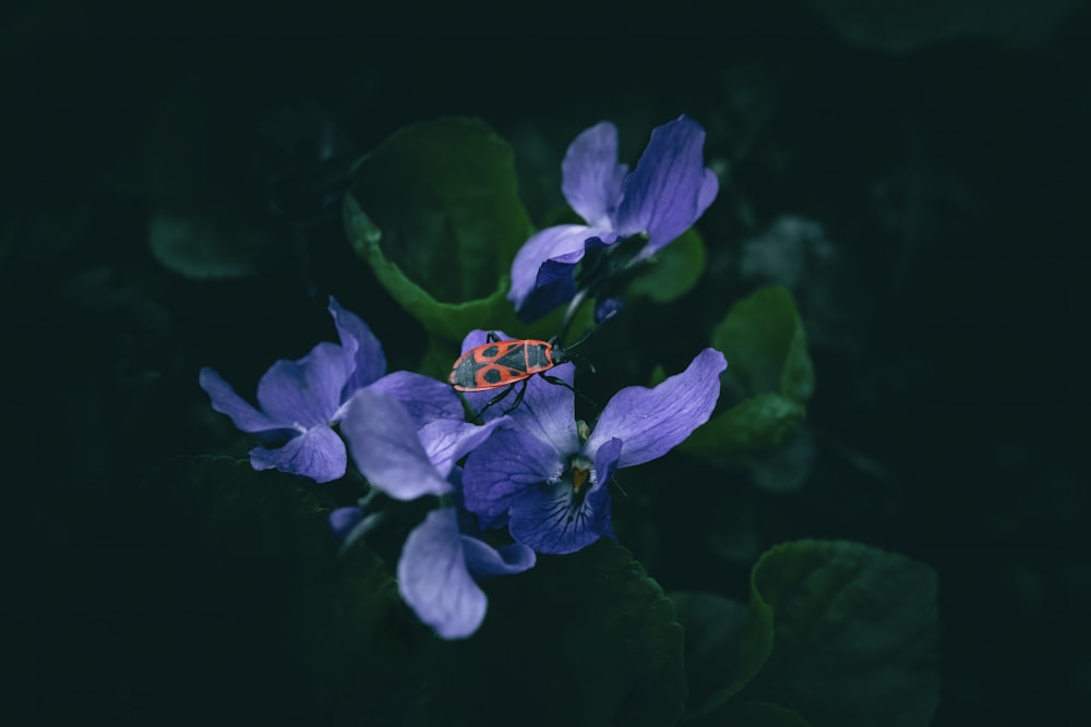 a blue flower with a red spider on it