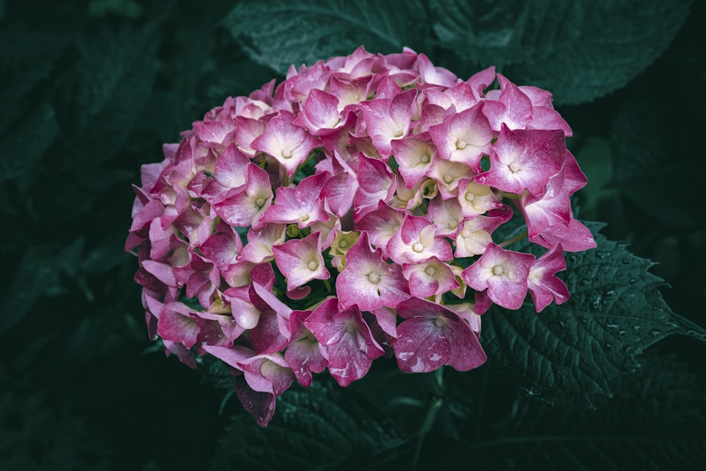 a close up of a pink and white flower