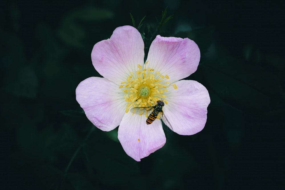 a pink flower with a bee on it