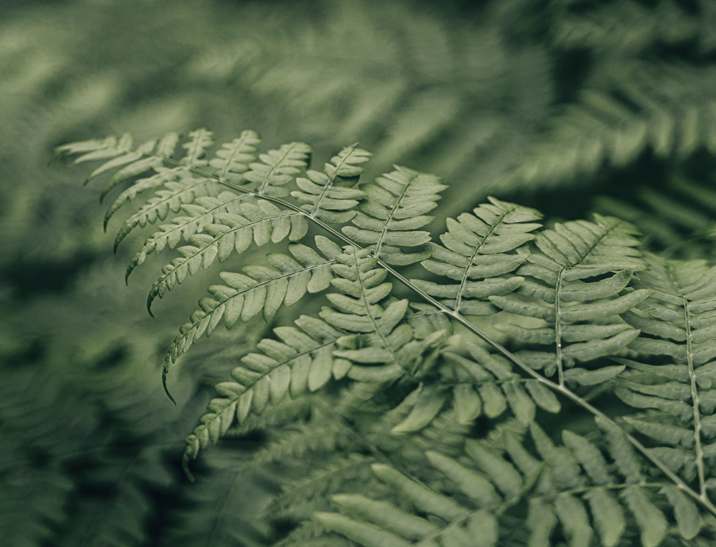 A fern frond surrounded by woodland greenery