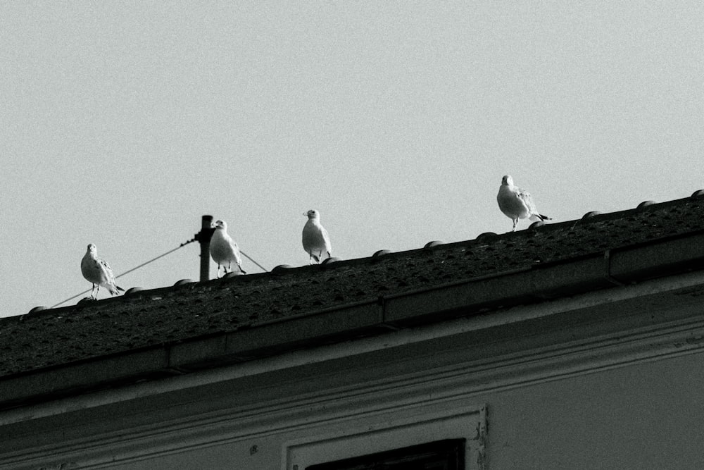 a group of birds sitting on top of a roof