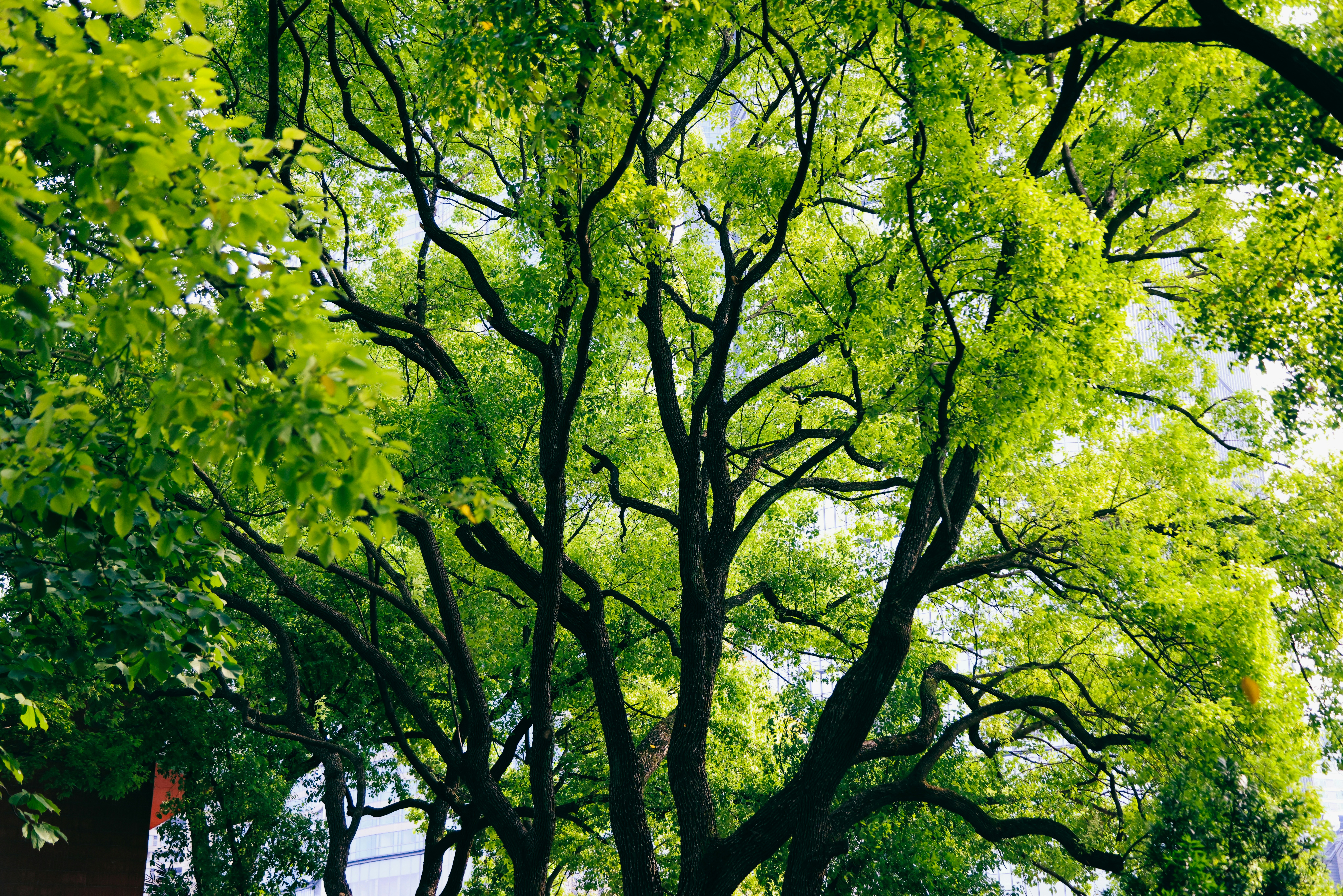 Photo by dickenslin76