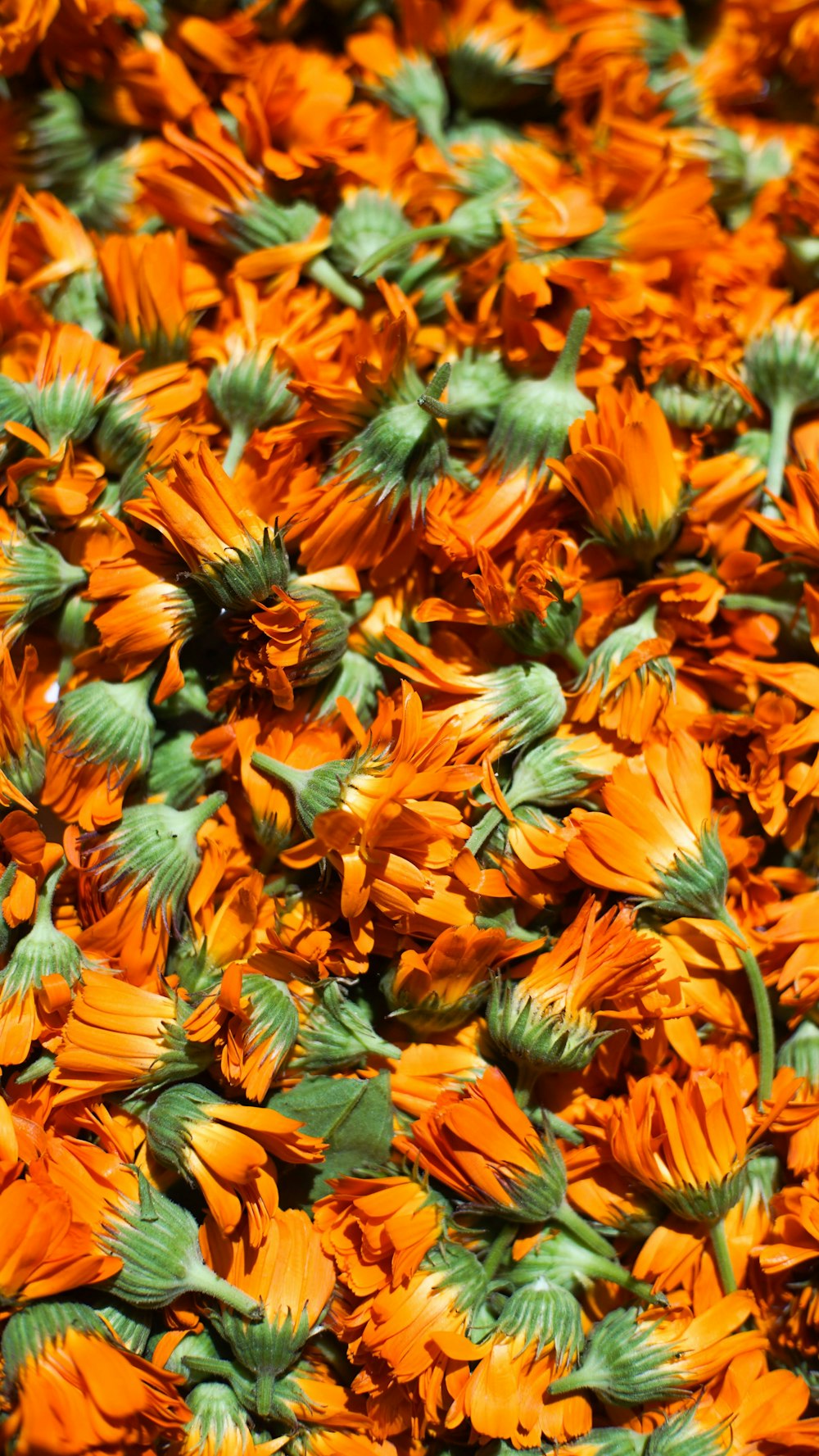 a bunch of orange flowers that are in the grass