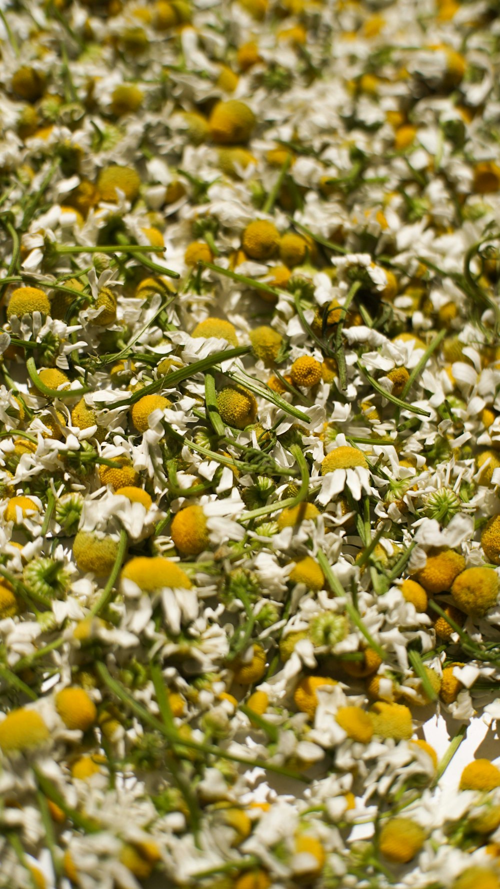 a bunch of flowers that are on the ground