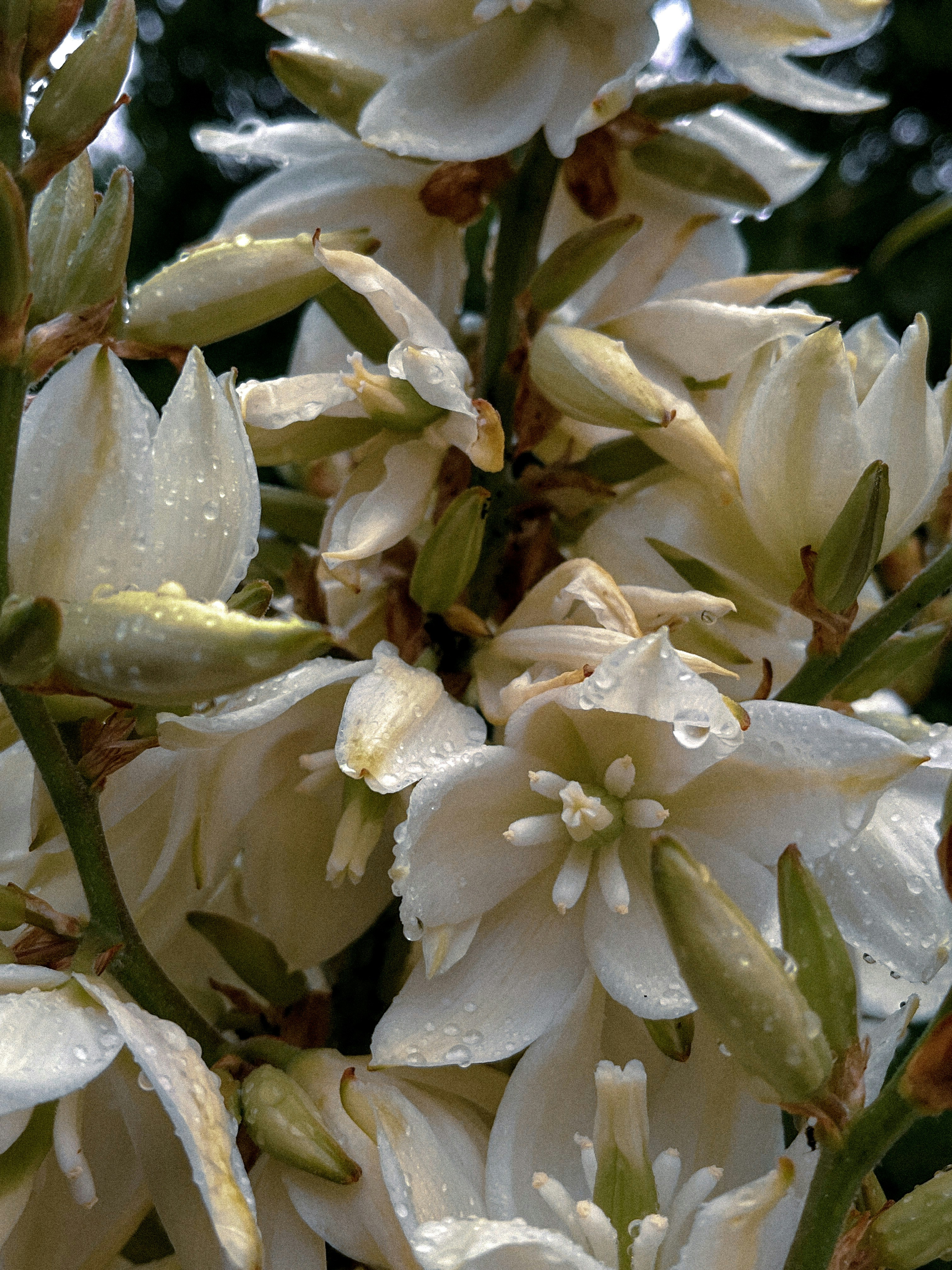 a bunch of white flowers with water droplets on them