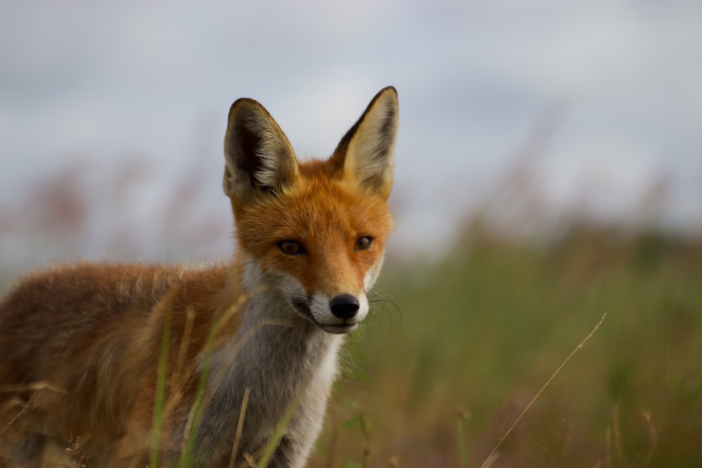 a small fox standing in a field of tall grass