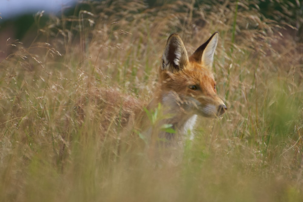 a small fox standing in a field of tall grass