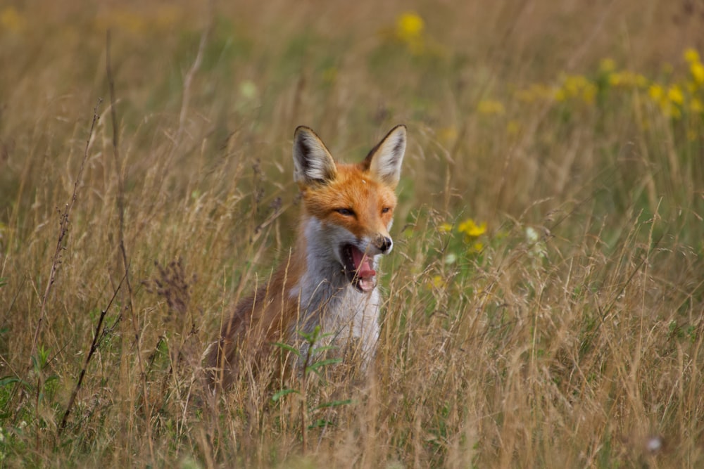 a red fox yawns in a field of tall grass