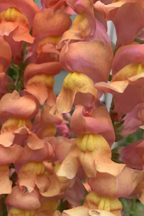 A close-up view of vibrant snapdragon flowers with delicate petals in shades of orange, peach, and yellow. The petals are layered, creating a ruffled appearance, and the blossoms are densely clustered, forming a lush and colorful display.