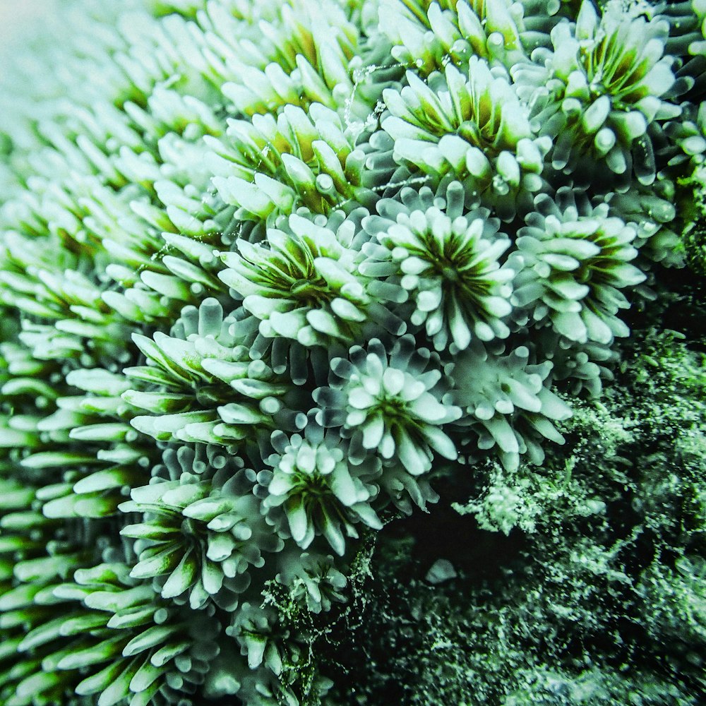 a close up view of a green plant