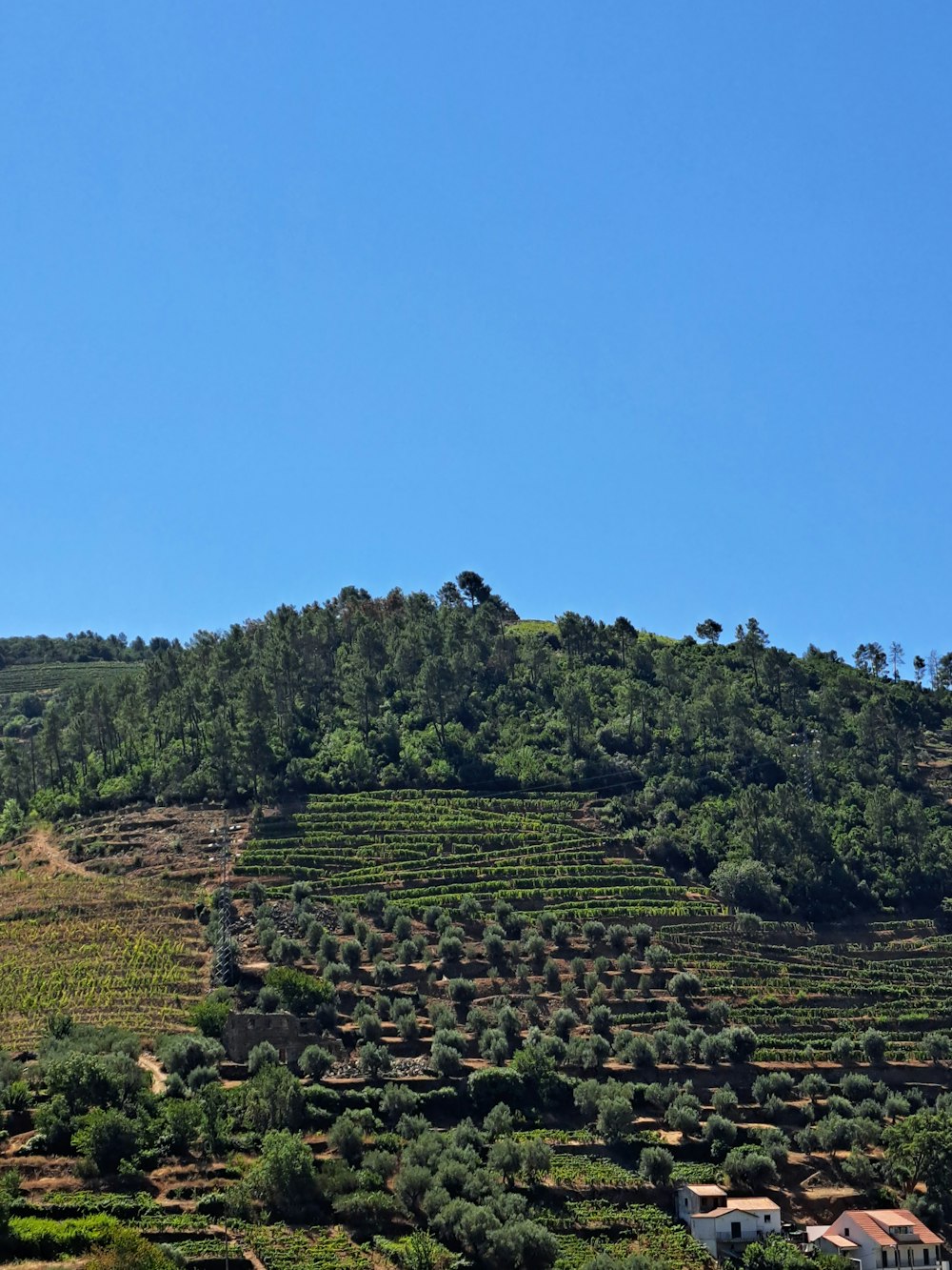 a hill covered in lots of trees and bushes