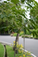 Newly planted young trees in a landscaped garden.