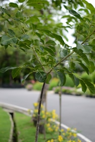 Close-up of a healthy young tree being planted in a landscaped area.