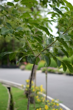 Newly planted young trees in a landscaped garden.