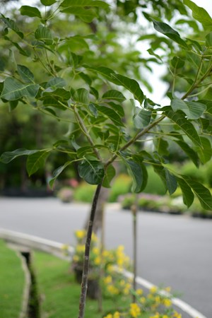 A young tree with vibrant green leaves is prominently in focus, while the background reveals a paved road edged with neatly trimmed grass and yellow flowering plants. The scene suggests a well-maintained garden or park area with soft, natural lighting.