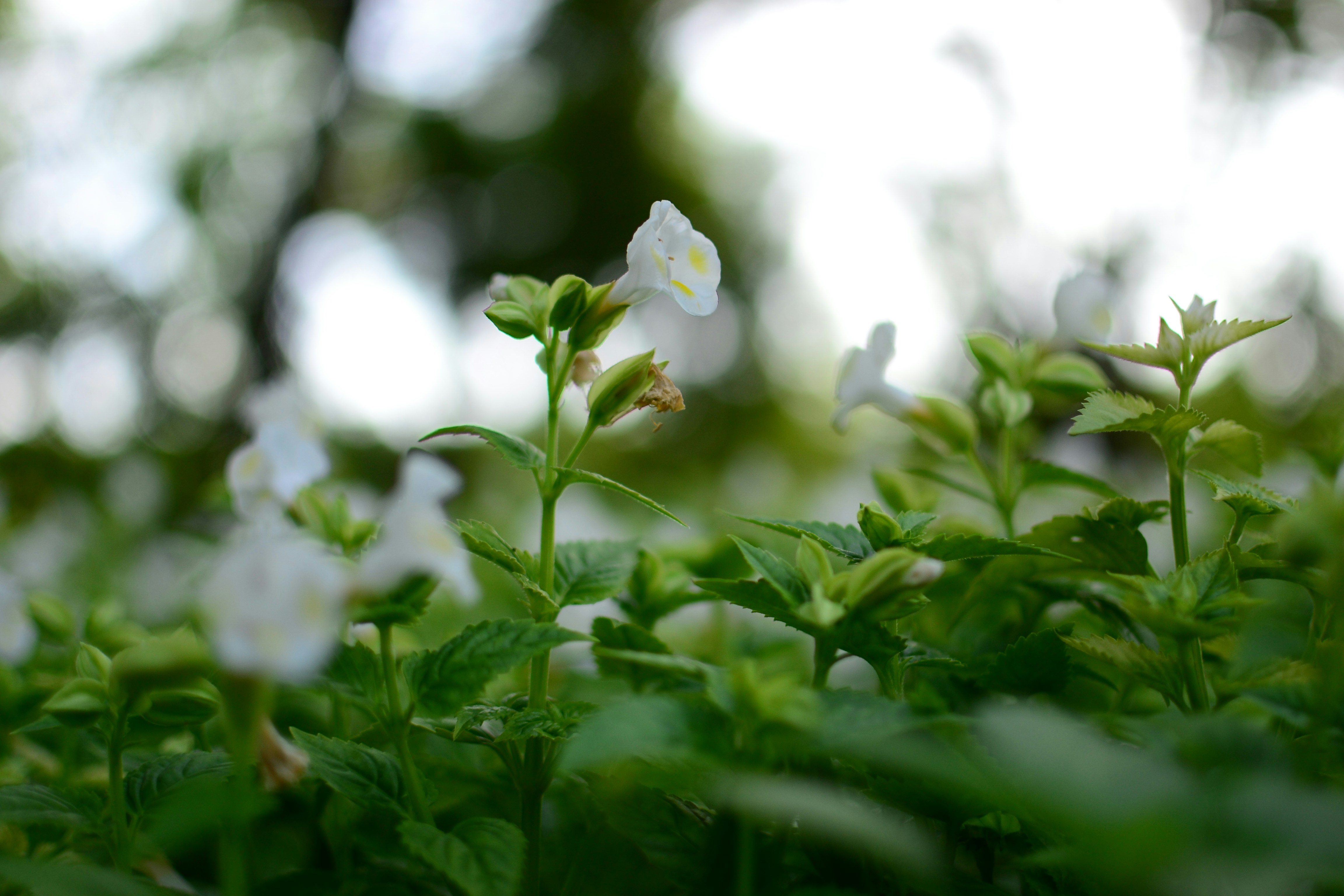 Photo by kuyuneth2543