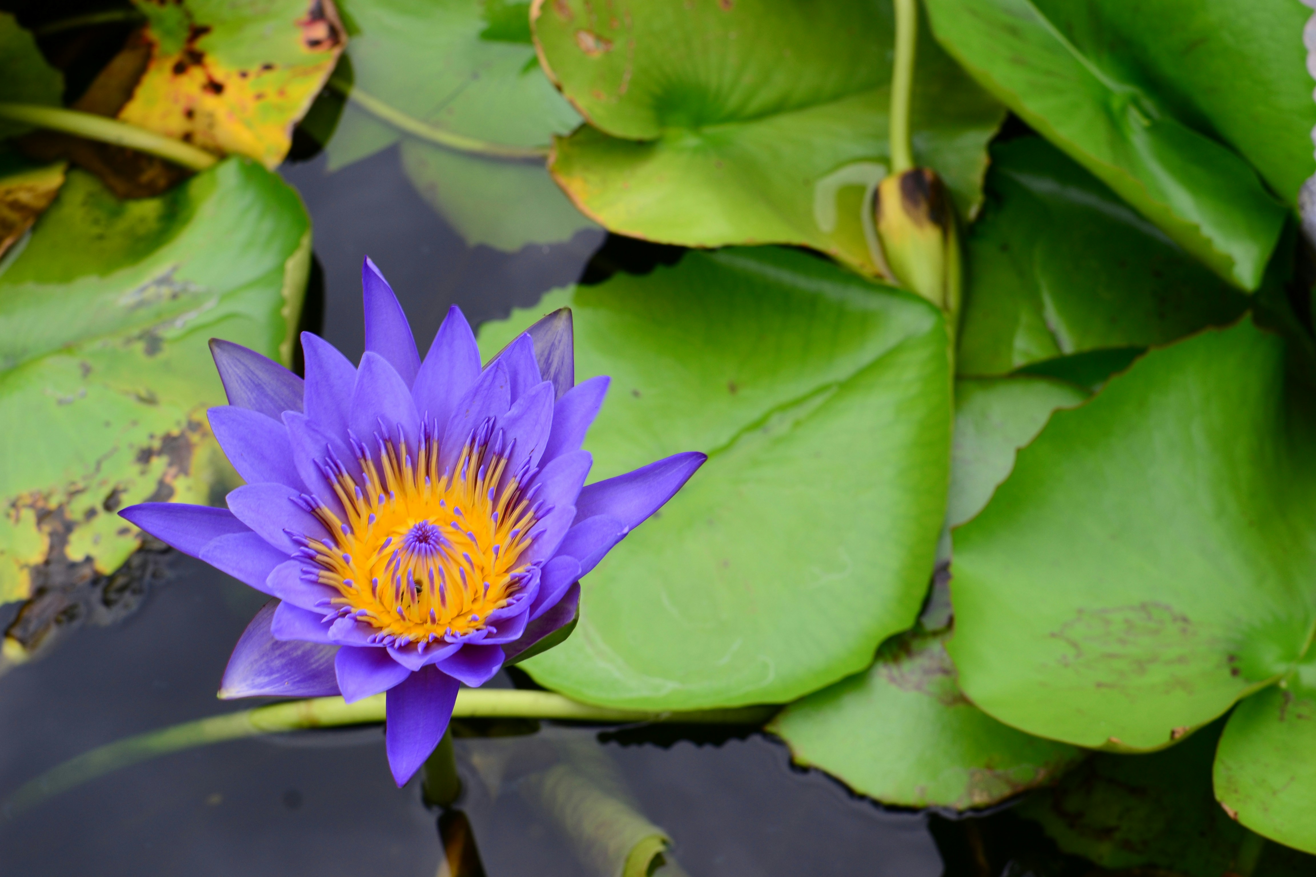 Photo by kuyuneth2543