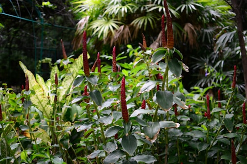 A lush tropical garden features a variety of green plants with tall, red flower spikes protruding from the foliage. The background is dense with large leaves and palm fronds, contributing to the jungle-like atmosphere.