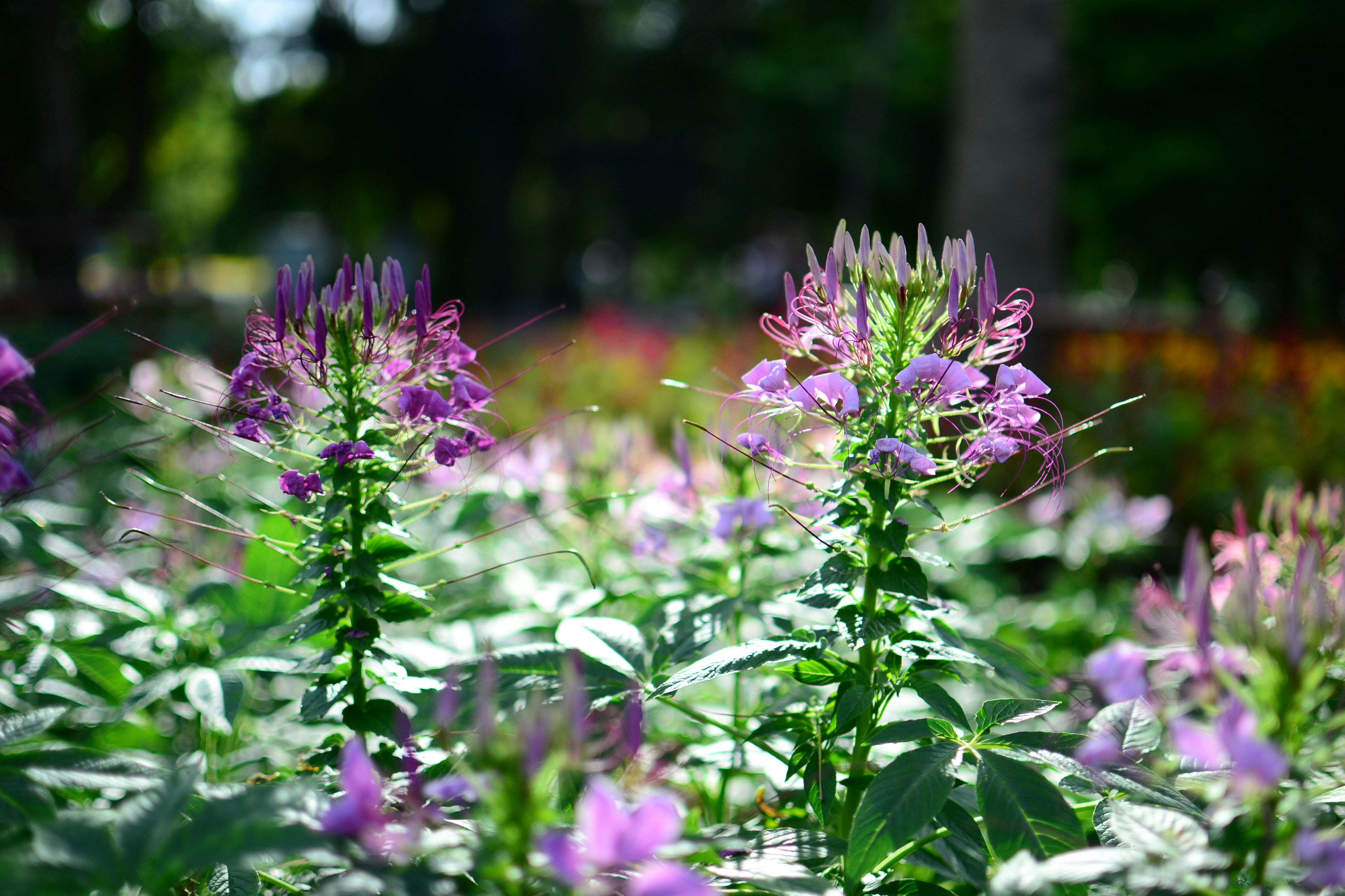 Photo by kuyuneth2543