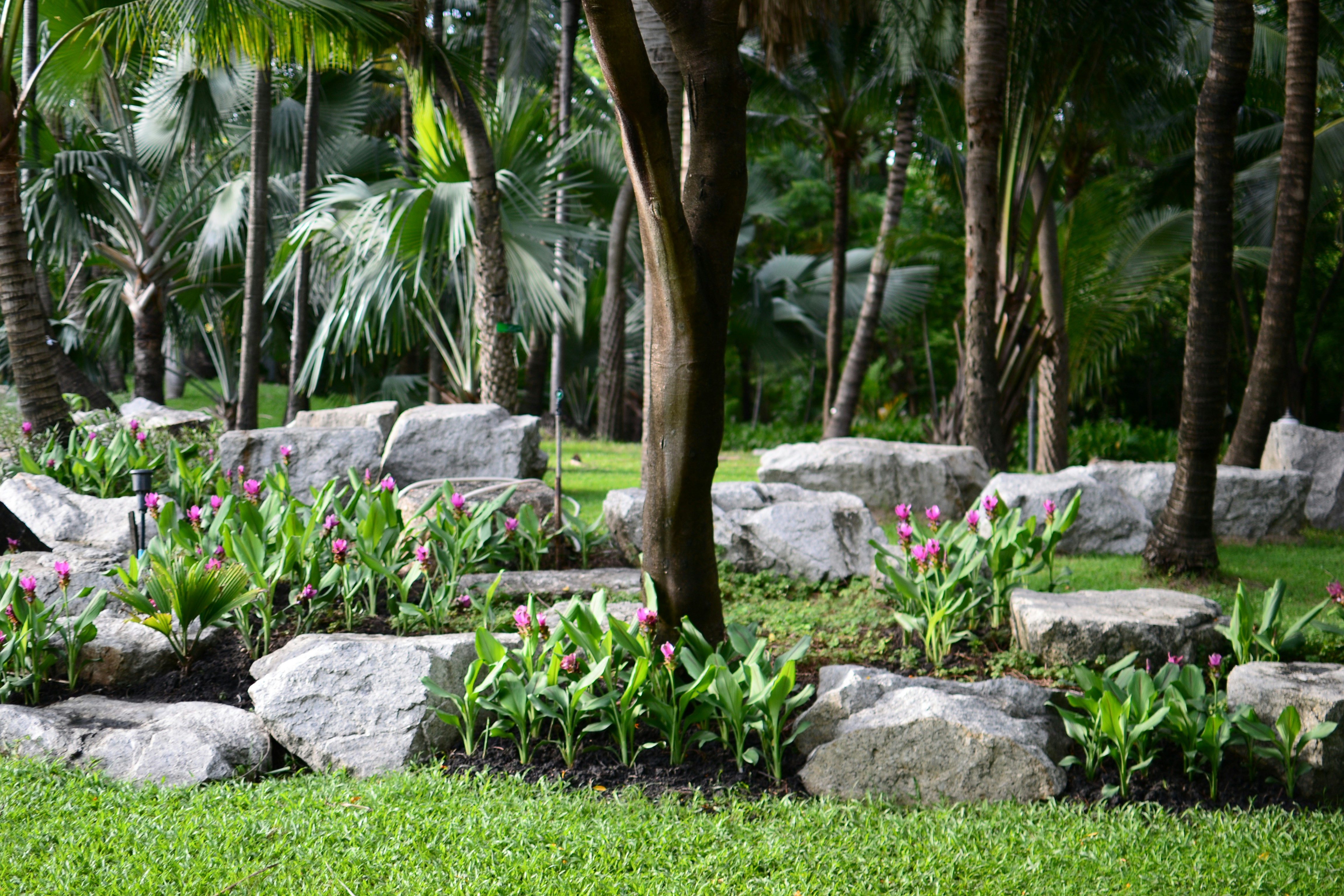 a lush green field with lots of rocks and flowers