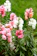 A cluster of vibrant snapdragon flowers in full bloom, featuring shades of pink, white, and peach. The flowers are positioned against a lush green background, highlighting the contrast of colors. The foliage appears dense and healthy, with long green leaves complementing the colorful blossoms.