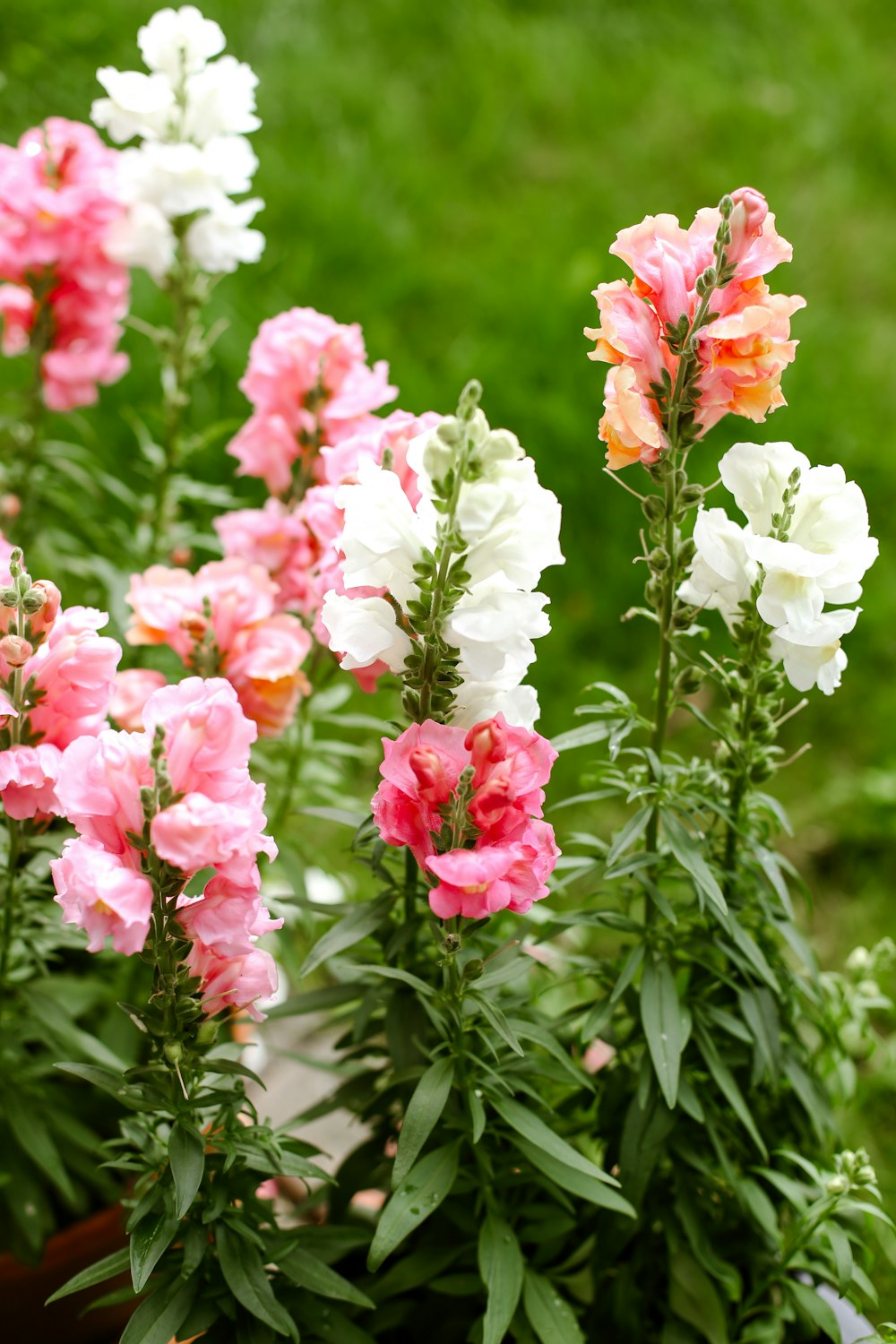 a group of pink and white flowers in a pot