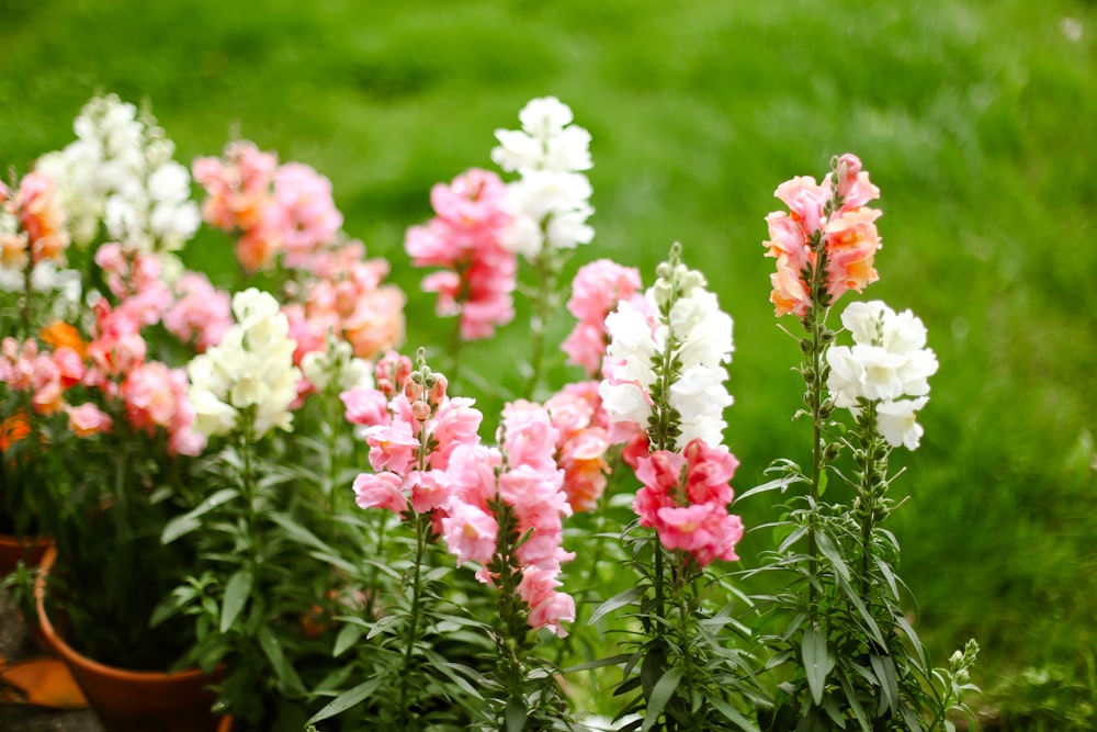 a bunch of flowers that are in a pot