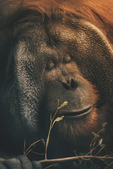 A close-up of a curious Sumatran orangutan peering through lush green leaves in a dense rainforest.