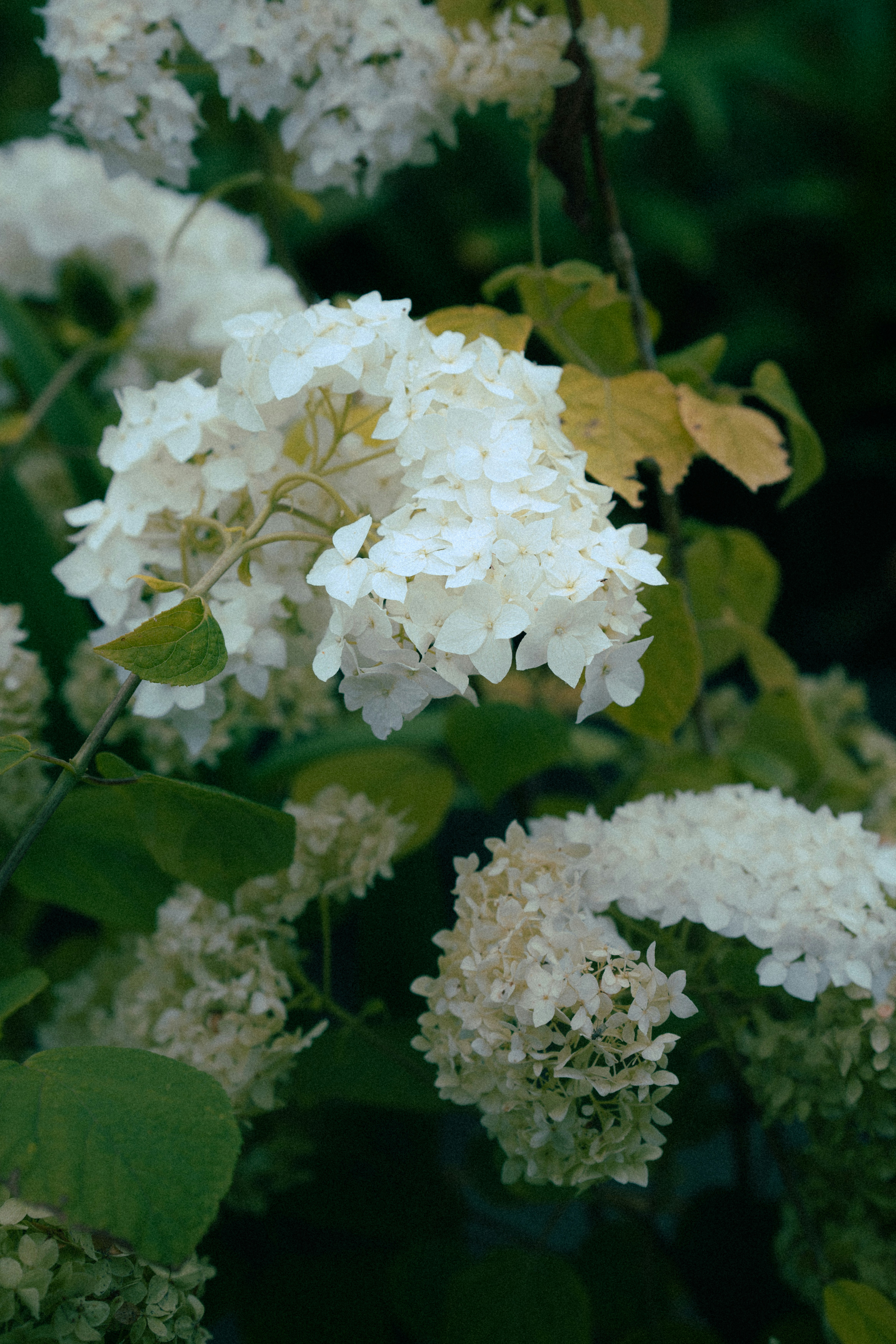 Photo by samoyedness