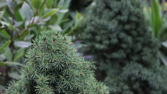 Close-up of rare shrubs available for sale.