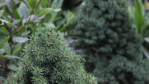 Close-up of rare shrubs available for sale.