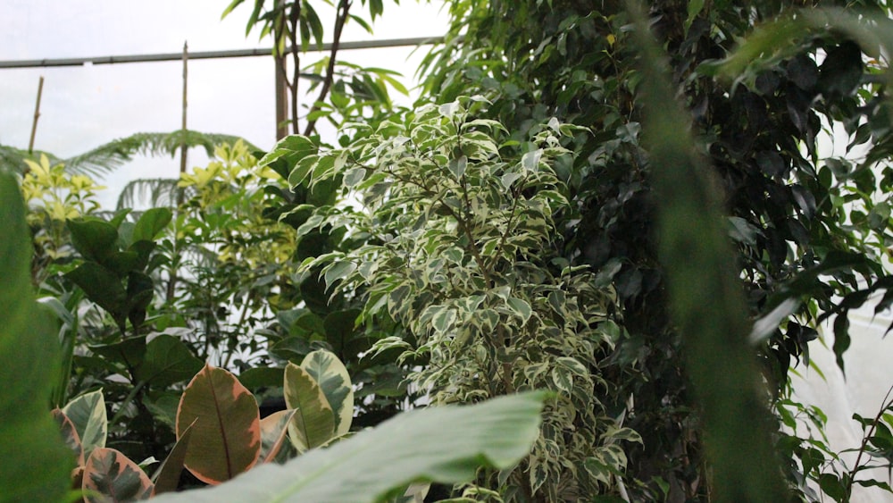 a green house with lots of plants growing inside of it