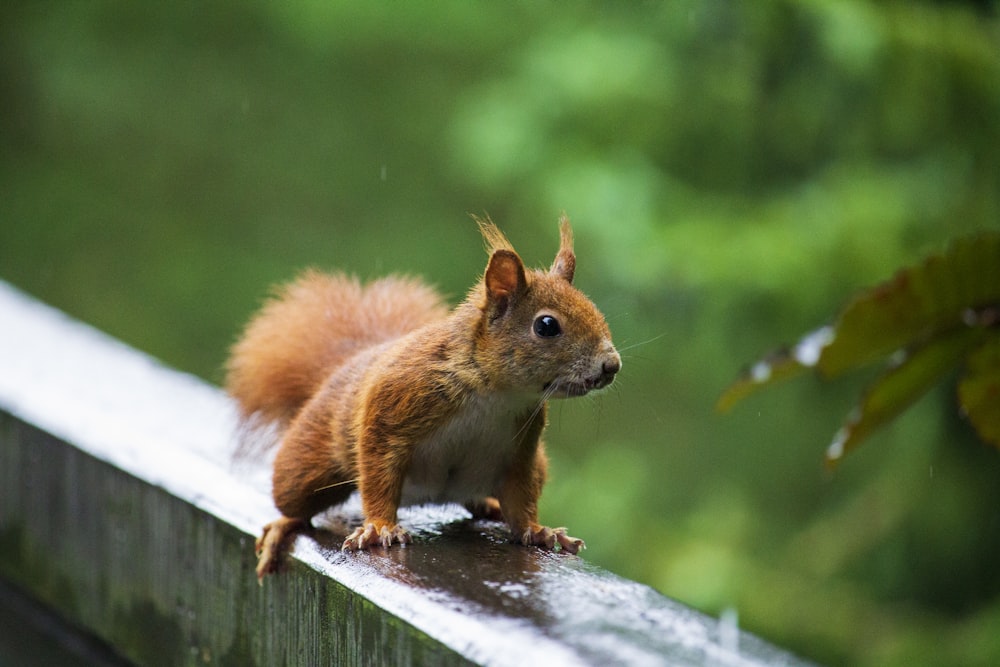 a squirrel is sitting on a ledge outside