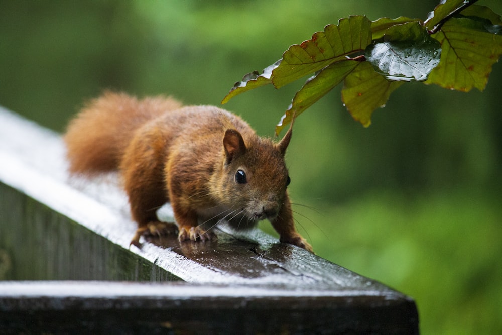 a small squirrel is standing on a rail